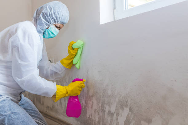 Best Real Estate Mold Inspection in USA